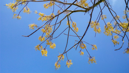 Arbol con fondo azul cielo