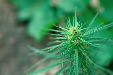 Beautiful background of green cannabis flowers. A place for copy space. Medical marijuana close up on a blurred background