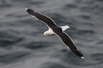 Great black-backed gulls, Larus marinus, in flight over see