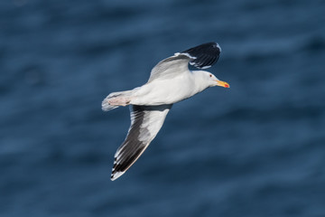 Great black-backed gulls, Larus marinus, in flight over see