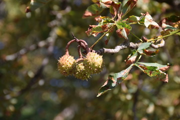 Châtaignier  fruit +Arbre fruitier 