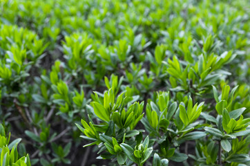 Grass, Greens, Tea, Tea Plantations, Leaves, Foliage, Flowers, Landscaping, Green