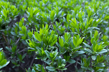 Grass, Greens, Tea, Tea Plantations, Leaves, Foliage, Flowers, Landscaping, Green