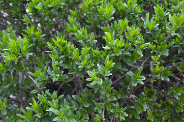 Grass, Greens, Tea, Tea Plantations, Leaves, Foliage, Flowers, Landscaping, Green
