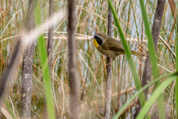 Common Yellow-throat 01