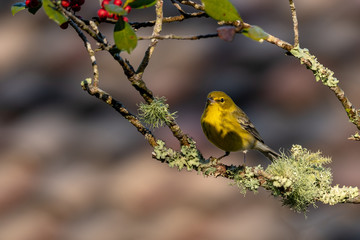 Pine Warbler 05