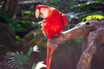 Red parrot Scarlet Macaw, Ara macao, bird sitting on the pal tree trunk, Mexico. Wildlife scene from tropical forest. 