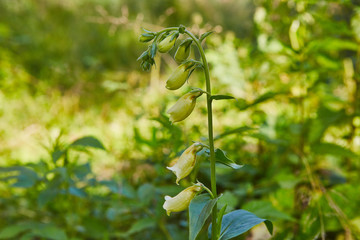 Big-flowered foxglove plant grows in forest poisoned herb