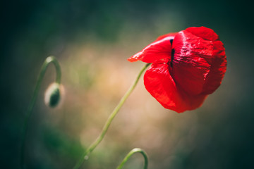 Poppy flower, macro photo