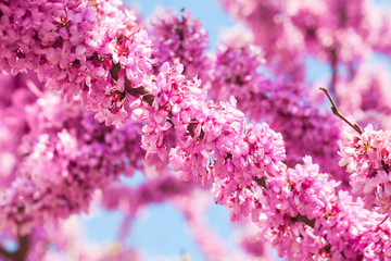 Obraz premium Pink Cercis siliquastrum flowers