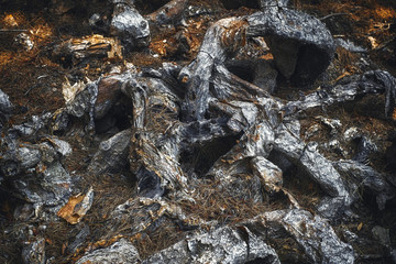 Old dead and dried  cactus branches