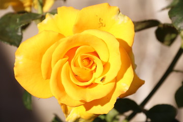 Roze Queen of flowers