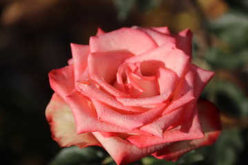 Roze Queen of flowers