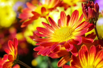 Red and yellow flowers macro