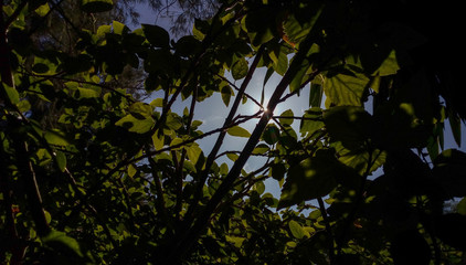 La palma arbol con cielo tropical