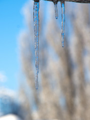 Several icicles on a sunny winter day