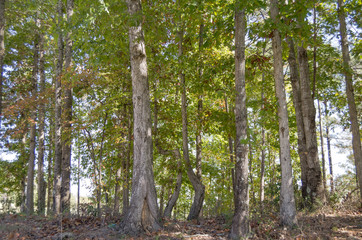 trees in the forest