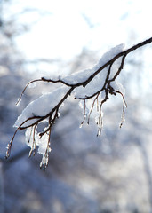 A small branch in the snow with icicles
