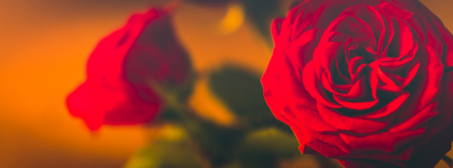 Rote Rose, romantisch, textfrei, zum Beschreiben, Panorama