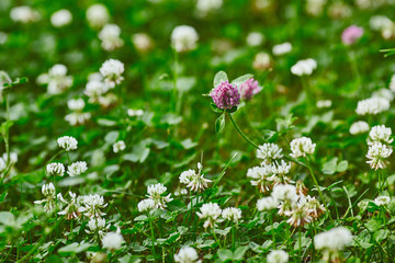 White and pink clover meadow field