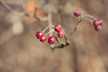 Fototapeta na wymiar red berries of chokeberry on a branch
