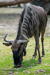 Blue wildebeest also called the common wildebeest, white-bearded wildebeest or brindled gnu. Latin...