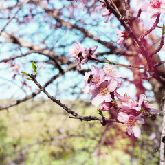 background of spring cherry blossoms tree and bee collects nectar from the flower. selective focus.