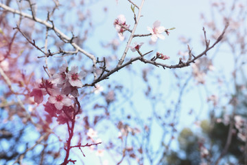background of spring cherry blossoms tree. selective focus.