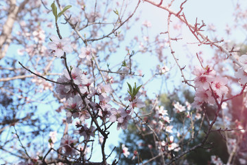 background of spring cherry blossoms tree. selective focus.