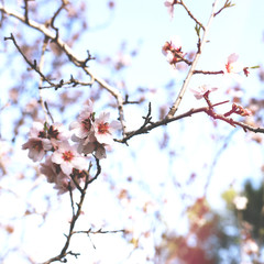 background of spring cherry blossoms tree. selective focus.