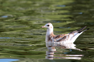 Black-headed gull or Chroicocephalus ridibundus (syn. Larus ridibundus) in juvenile plumage, Belarus