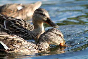 Juvenile mallard or wild duck (Anas platyrhynchos) afloat, Belarus