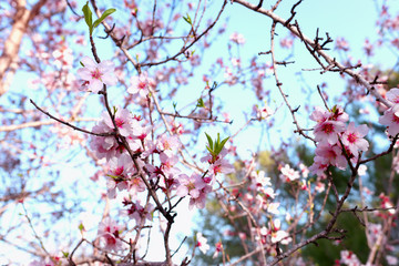 background of spring cherry blossoms tree. selective focus.