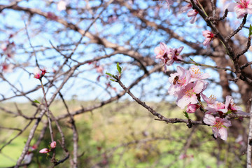 background of spring cherry blossoms tree and bee collects nectar from the flower. selective focus.