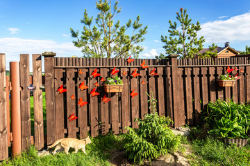Fototapeta premium Ginger cat sneaks along a wooden fence