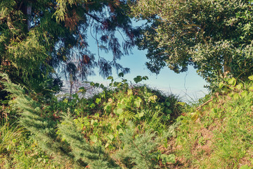 Blue sky through the green background