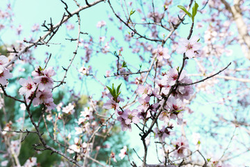 background of spring cherry blossoms tree. selective focus.