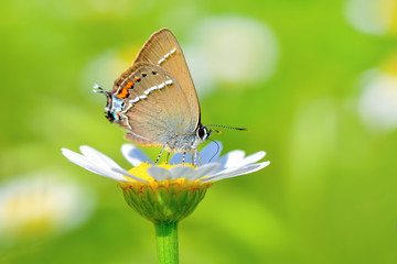 Closeup   beautiful butterfly sitting on flower