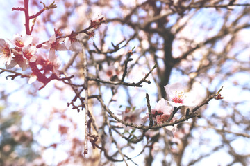 background of spring cherry blossoms tree. selective focus.