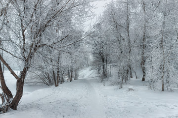 Winter in the woods.