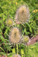 Dipsacus laciniatus plant