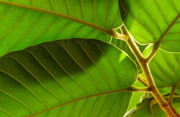 Green Dipterocarpus leaf background and texture.