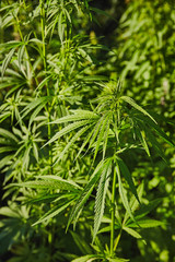 Green fresh marijuana leaves pattern