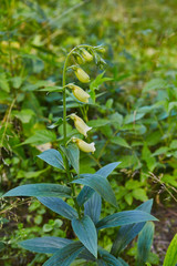 Big-flowered foxglove plant grows in forest poisoned herb