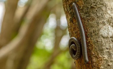 Millipedes on tree.
