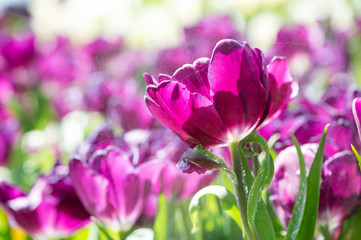 background backdrop from beautiful bright purple tulip in the garden