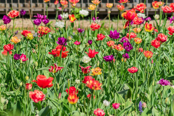 Blooming field of multicolored tulips. Flowering spring garden. Natural background