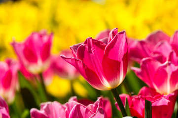 beautiful background backdrop with group of bright pink tulips in the garden