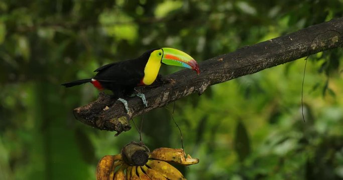 Toucan sitting on the branch in the forest, Boca Tapada, green jungle vegetation, Costa Rica. Nature travel in central America. Keel-billed Toucan, Ramphastos sulfuratus, tropic bird with big bill.