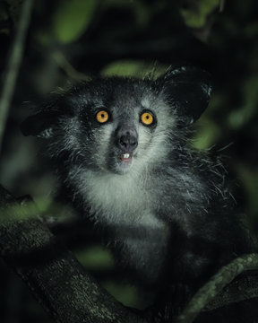 Aye Aye